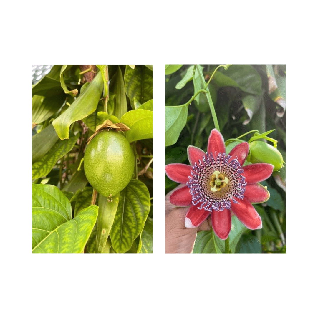 Mountain Sweet Granadilla Plant Exotic Passiflora ligularis from Guatemala Yellow Fruit (ripe) Everglades Farm 