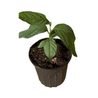 Mountain Sweet Granadilla Plant Exotic Passiflora ligularis from Guatemala Yellow Fruit (ripe) Everglades Farm 12-18 inches & 1-gal 