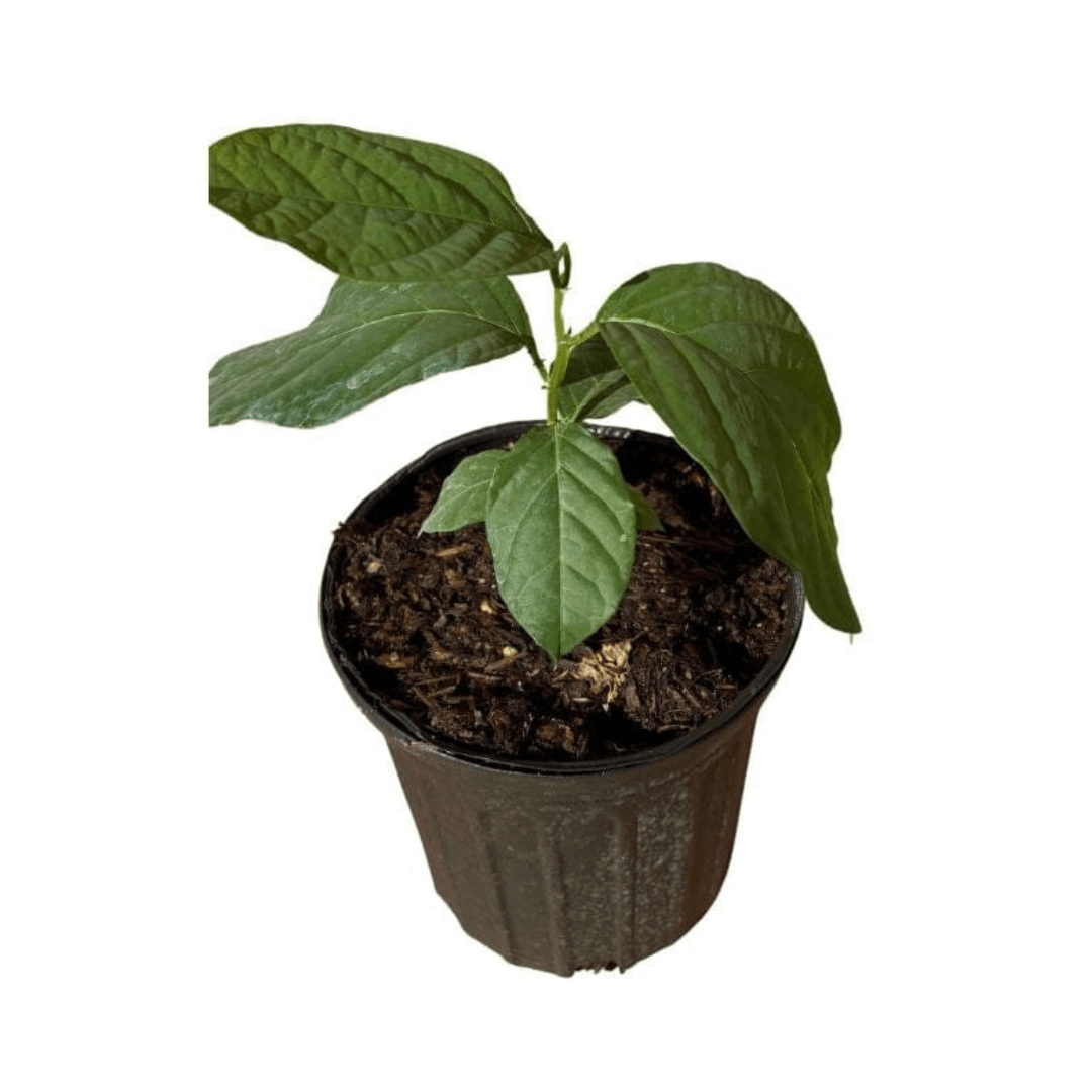 Mountain Sweet Granadilla Plant Exotic Passiflora ligularis from Guatemala Yellow Fruit (ripe) Everglades Farm 12-18 inches & 1-gal 