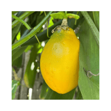 Mountain Sweet Granadilla Plant Exotic Passiflora ligularis from Guatemala Yellow Fruit (ripe) Everglades Farm 