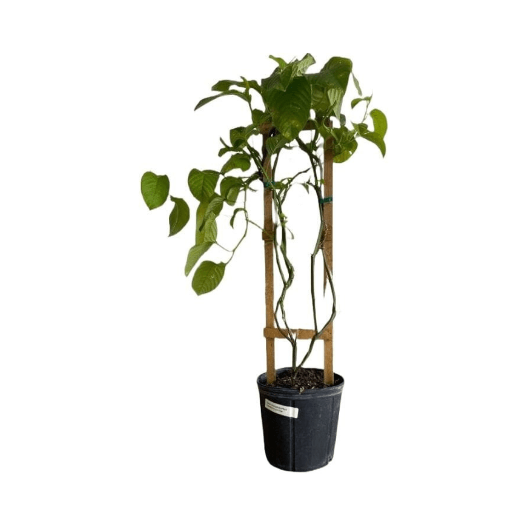 Giant Granadilla Plant 111-Lalo Melo 2-3 feet & 3-gal 