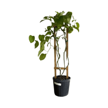 Giant Granadilla Plant 111-Lalo Melo 2-3 feet & 3-gal 