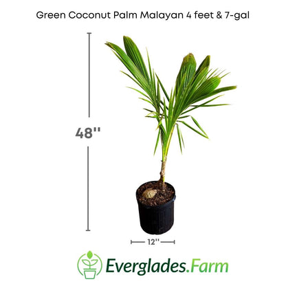 Green Coconut Palm Malayan Tree Dwarf
