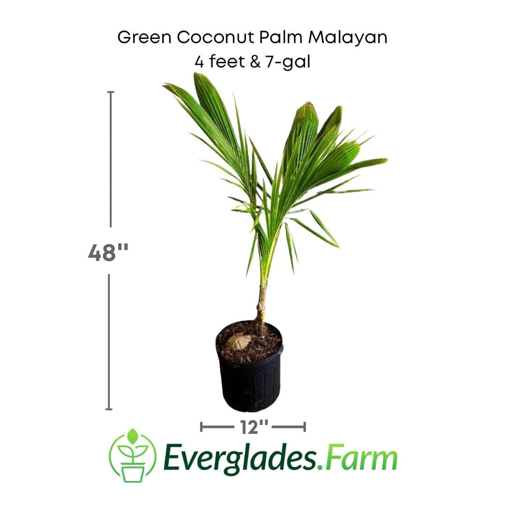Green Coconut Palm Malayan Tree Dwarf Fruit Trees 104-Pacheco 4 feet & 7-gal