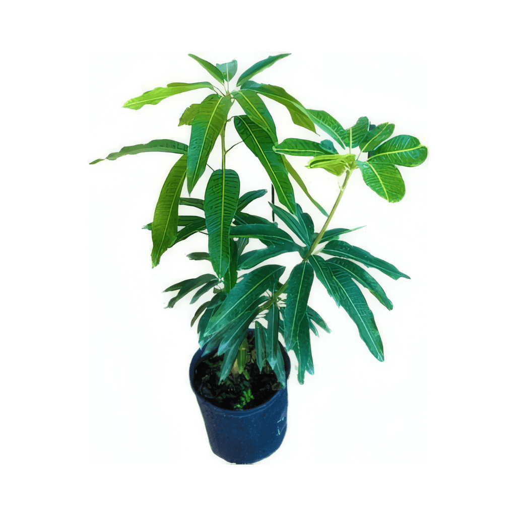 Orange Sherbert Mango Tree Grafted Fruit Trees 102-Zill High Performance Plants 