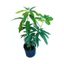 Orange Sherbert Mango Tree Grafted Fruit Trees 102-Zill High Performance Plants 
