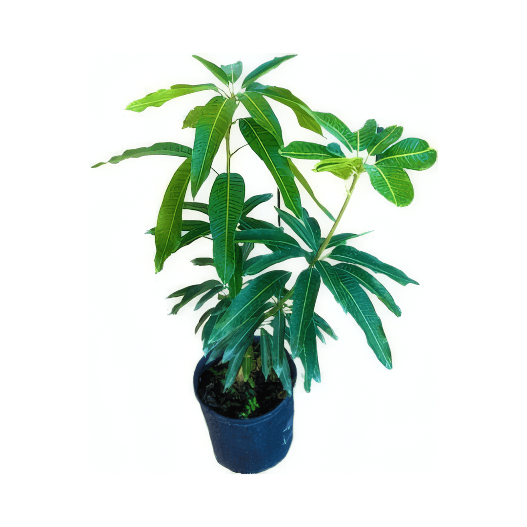 Orange Sherbert Mango Tree Grafted Fruit Trees 102-Zill High Performance Plants 