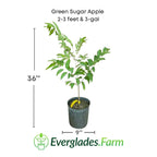 Green Sugar Apple, Sweetsop, Annona Tree Fruit Trees 100-Carlos Tropical Fruits 2-3 feet & 3-gal 