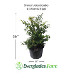 Grimal Jaboticaba Tree Fruit Trees 103-Pine Island Nursery 2-3 feet & 3-gal