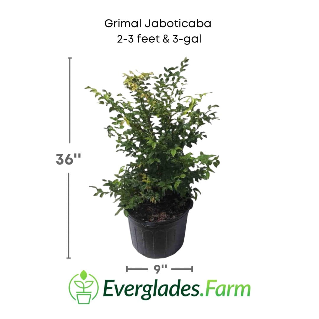 Grimal Jaboticaba Tree Fruit Trees 103-Pine Island Nursery 2-3 feet & 3-gal