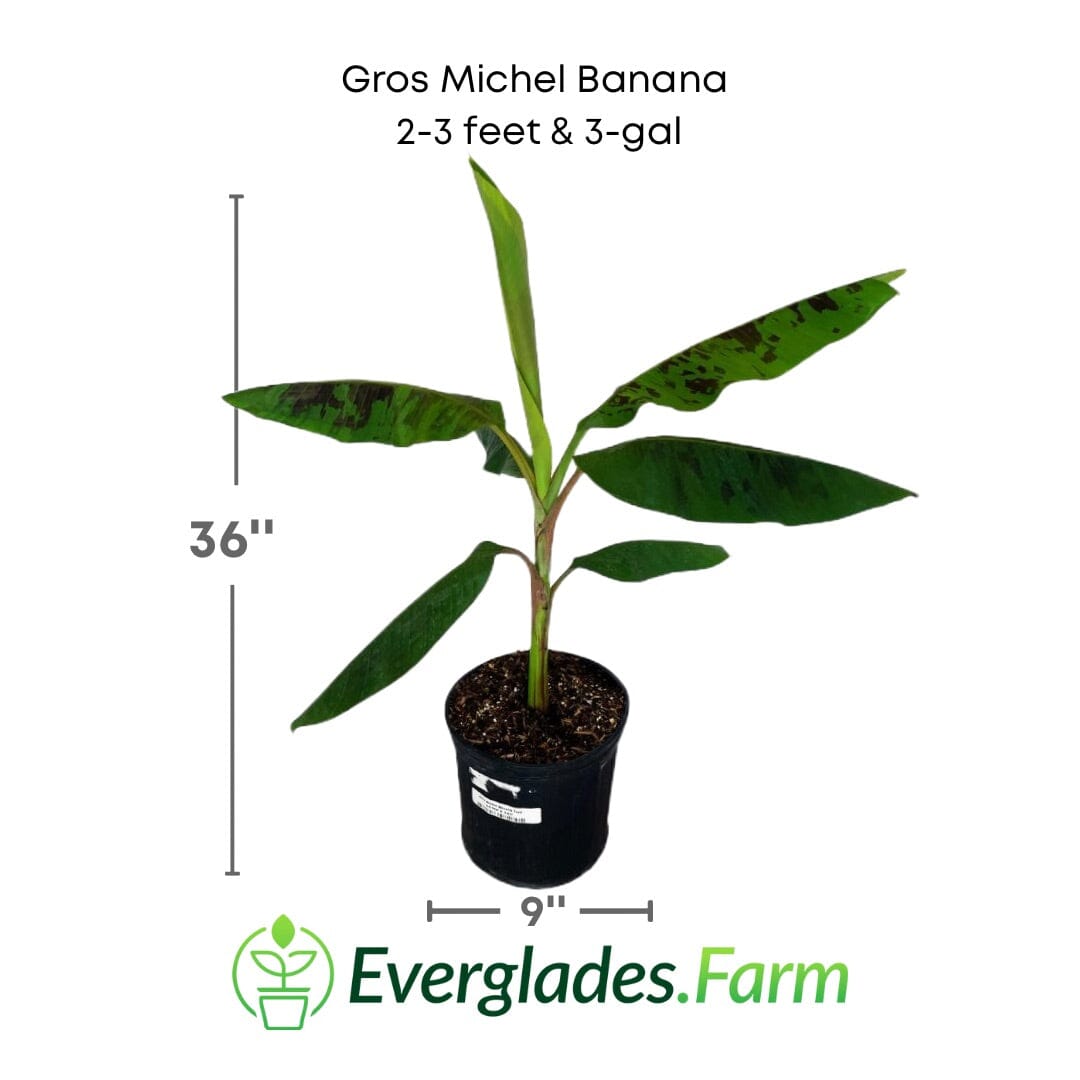 Gros Michel Banana Tree Fruit Trees 109-Going Bananas 2-3 feet & 3-gal