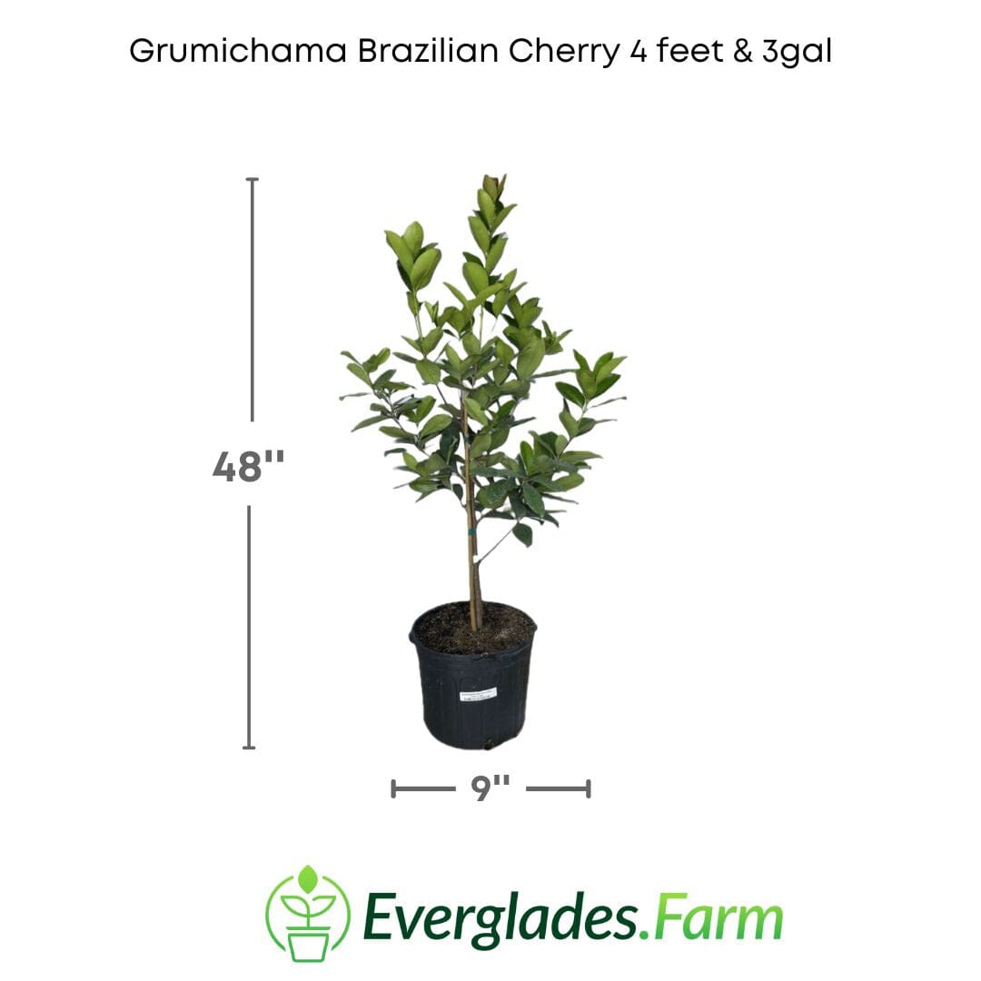 Red Grumichama Brazilian Cherry Plant Fruit Trees 100-Carlos Tropical Fruits 4 feet & 3-gal