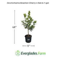 Red Grumichama Brazilian Cherry Plant Fruit Trees 100-Carlos Tropical Fruits 4 feet & 7-gal
