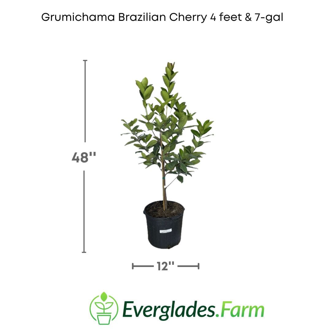 Red Grumichama Brazilian Cherry Plant Fruit Trees 100-Carlos Tropical Fruits 4 feet & 7-gal