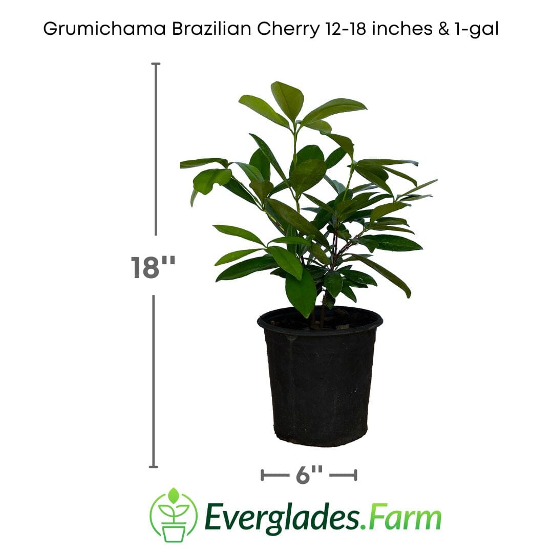 Red Grumichama Brazilian Cherry Plant Fruit Trees 100-Carlos Tropical Fruits 12-18 inches & 1-gal