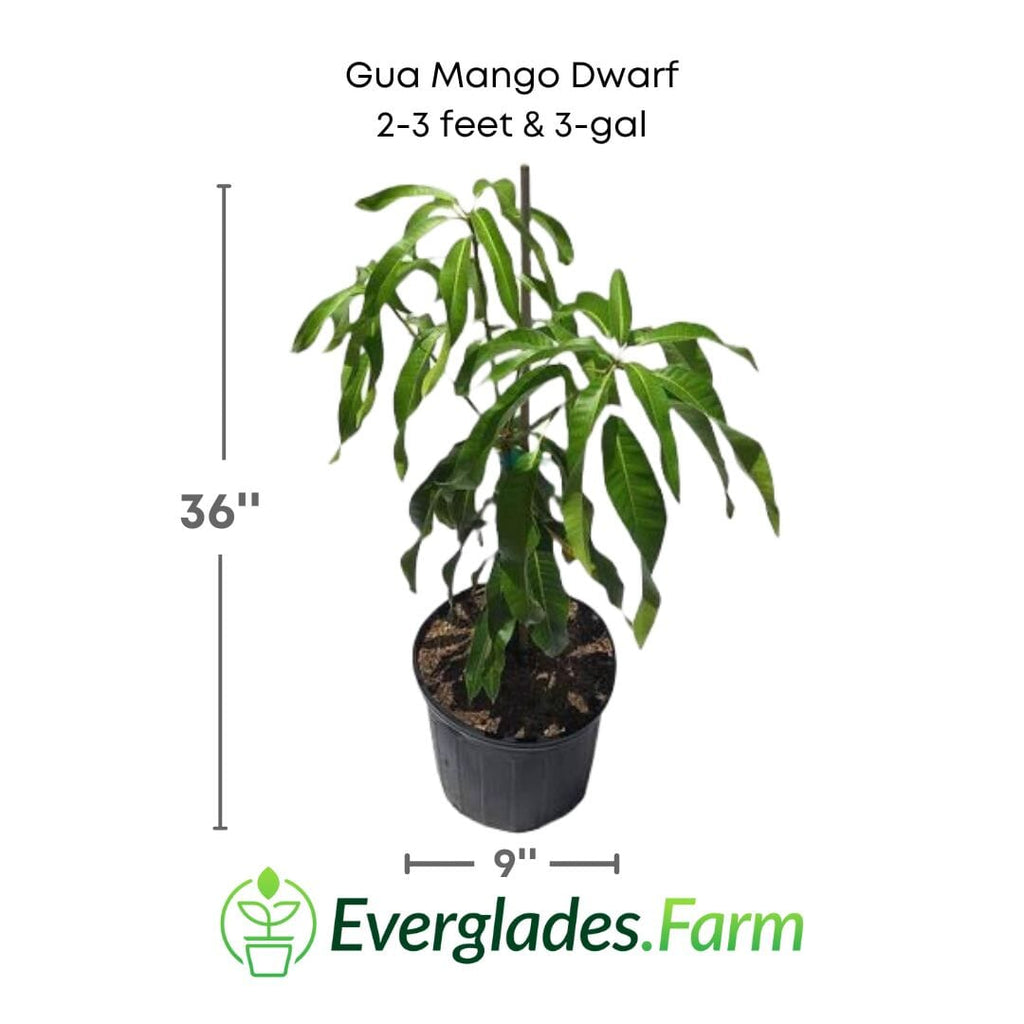 Gua Mango Dwarf (Guava Variety) Tree, Grafted 102-Zill High Performance Plants 2-3 feet & 3-gal 