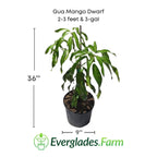 Gua Mango Dwarf (Guava Variety) Tree, Grafted 102-Zill High Performance Plants 2-3 feet & 3-gal 