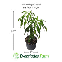 Gua Mango Dwarf (Guava Variety) Tree, Grafted 102-Zill High Performance Plants 2-3 feet & 3-gal 