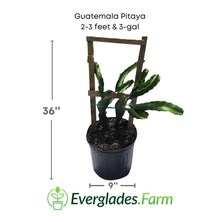 Guatemala, Pitaya, Dragon Fruit, Red Fruit Trees 123-Holmberg Farms, Inc. 2-3 feet & 3-gal 