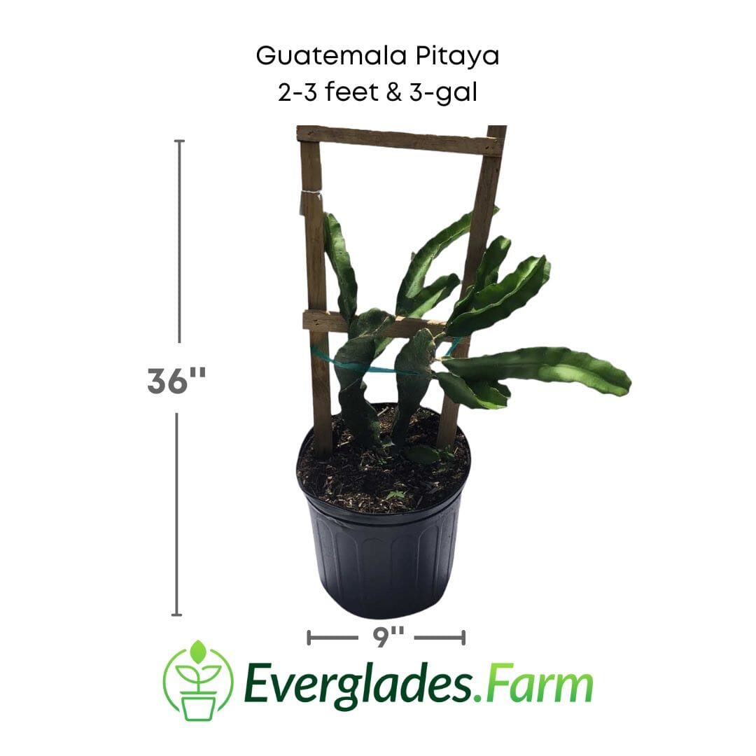 Guatemala, Pitaya, Dragon Fruit, Red Fruit Trees 123-Holmberg Farms, Inc. 2-3 feet & 3-gal 
