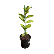 Barbie Pink Guava Tree Fruit Trees 124-Liner Source Inc. 18-24 inches & 1-gal 