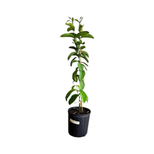 Barbie Pink Guava Tree Fruit Trees 124-Liner Source Inc. 2-3 feet & 3-gal 