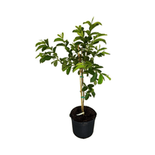 Barbie Pink Guava Tree Fruit Trees 124-Liner Source Inc. 4 feet & 3-gal 