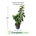 Guava Tree White Thai Variety Fruit Trees 100-Carlos Tropical Fruits 2-3 feet & 3-gal