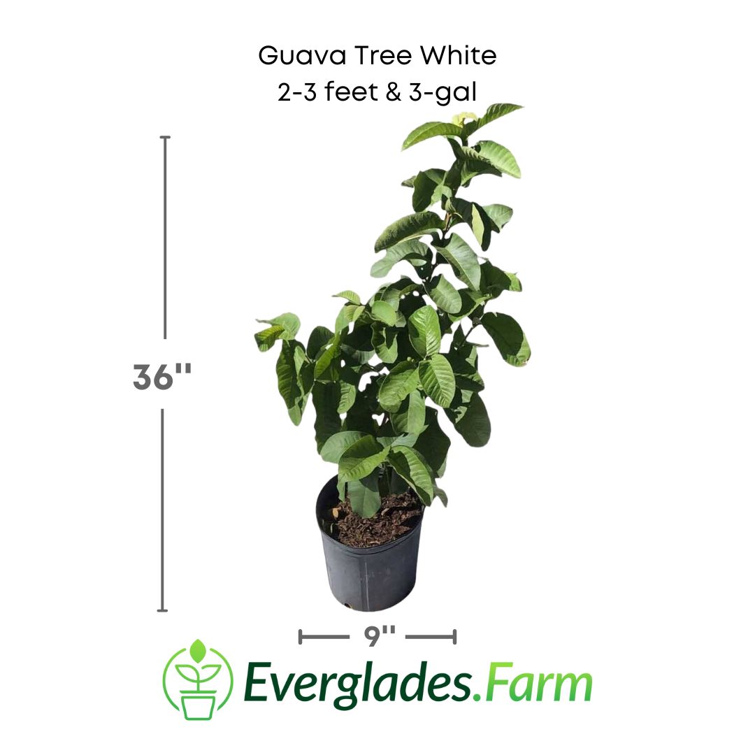 Guava tree White plant in a 3 gallon pot