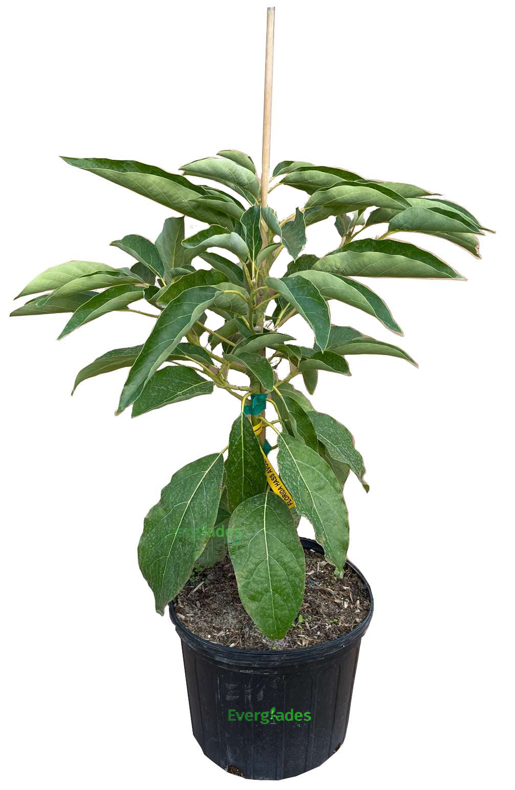 Hass [Florida] Avocado Tree, Grafted Fruit Trees 102-Zill High Performance Plants 