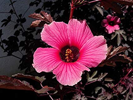 African Rose Hibiscus acetosella  - Stunning Cranberry Hibiscus with Unique Foliage