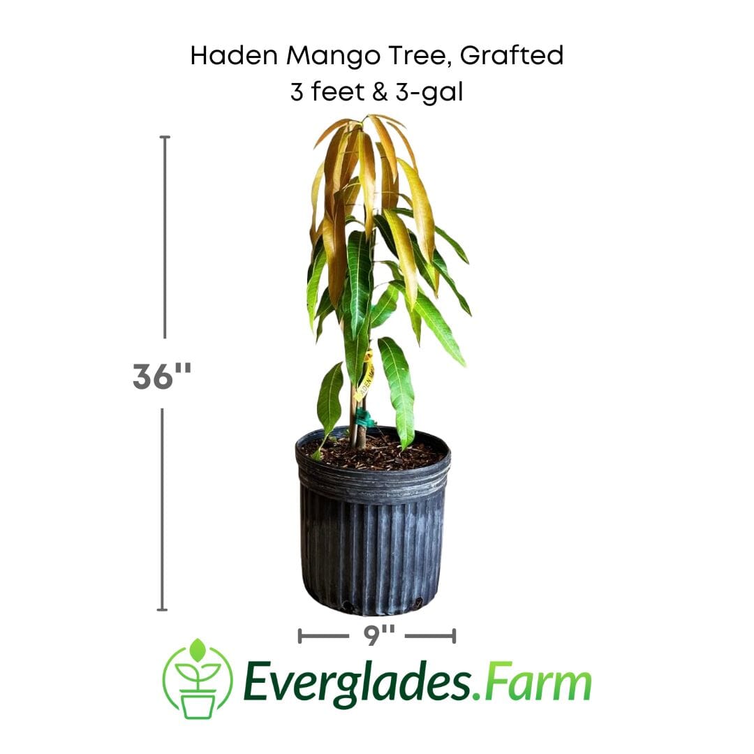 Haden Mango Tree Grafted Fruit Trees 100-Carlos Tropical Fruits 3 feet & 3-gal