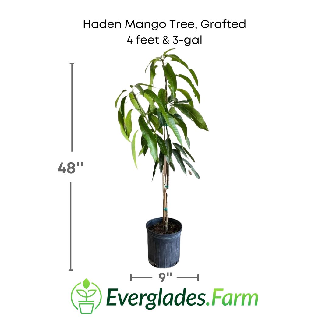 Haden Mango plant in a 3 gallon pot and 4 feet