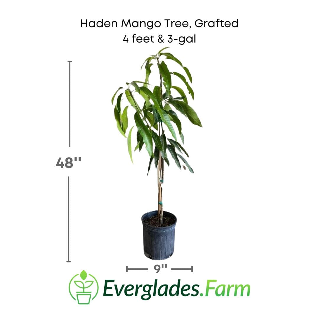Haden Mango Tree Grafted Fruit Trees 100-Carlos Tropical Fruits 4 feet & 3-gal