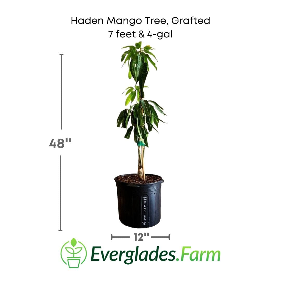 Haden Mango Tree Grafted Fruit Trees 100-Carlos Tropical Fruits 4 feet & 7-gal