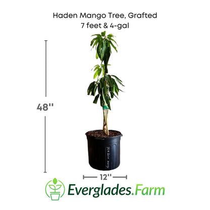 Haden Mango Plant in a 7 gallon pot