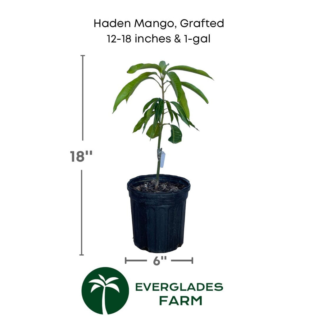 Haden Mango Tree Grafted Fruit Trees 100-Carlos Tropical Fruits 12-18 inches & 1-gal