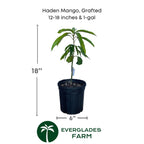 Haden Mango Tree Grafted Fruit Trees 100-Carlos Tropical Fruits 12-18 inches & 1-gal