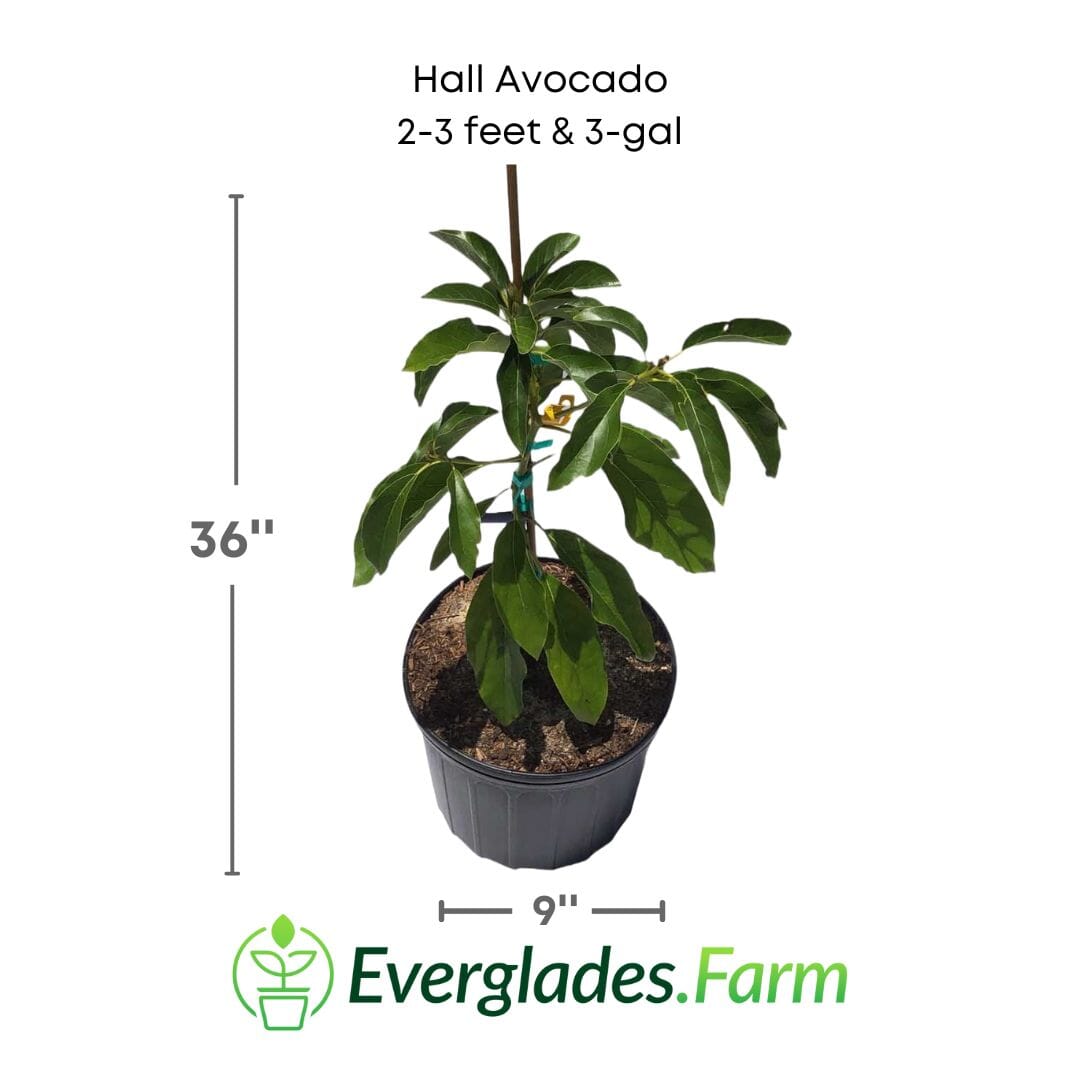 Hall Avocado Tree, Grafted Fruit Trees 102-Zill High Performance Plants 2-3 feet & 3-gal 