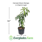 Harvest Moon Mango Tree, Grafted 102-Zill High Performance Plants 2-3 feet & 3-gal 