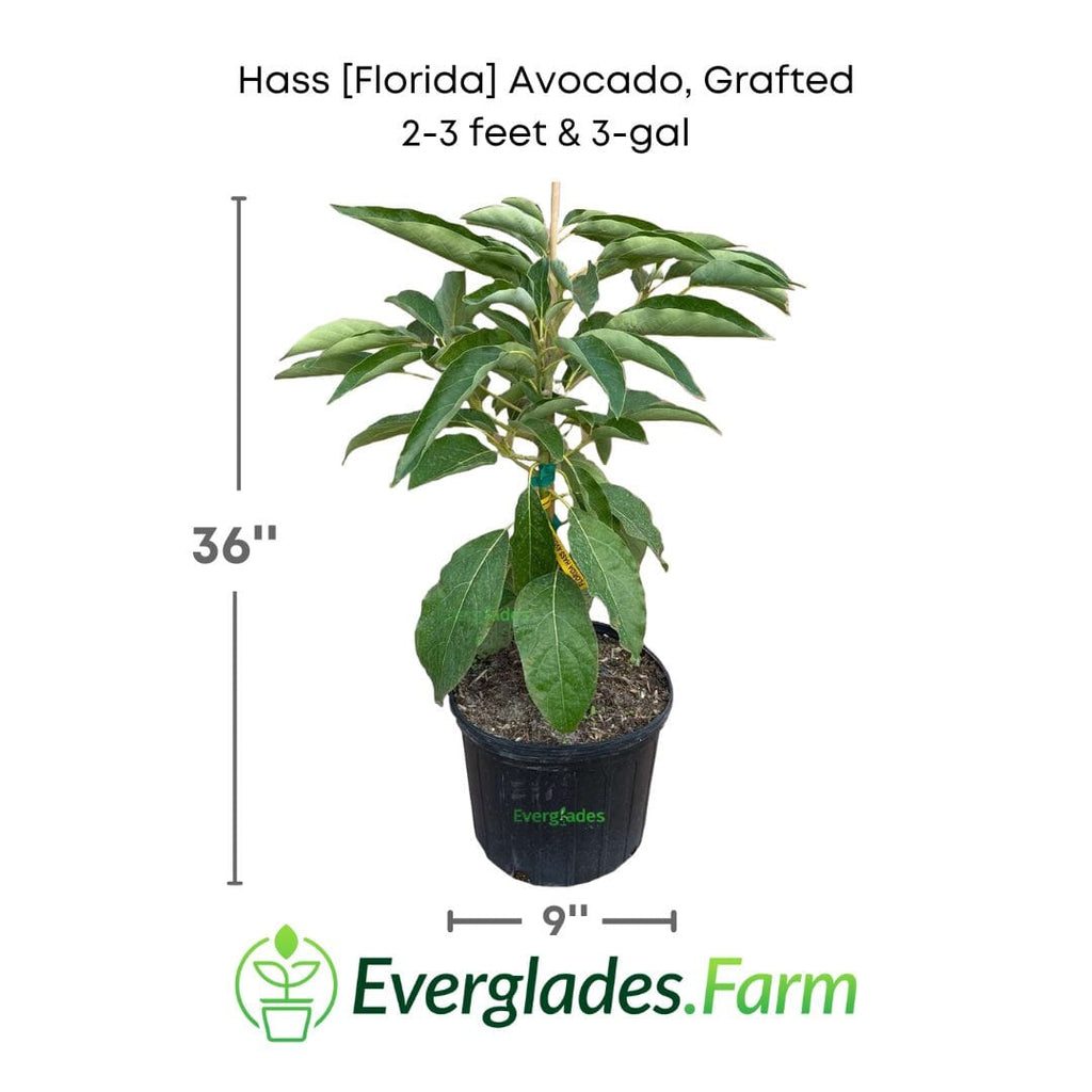 Hass [Florida] Avocado Tree, Grafted Fruit Trees 102-Zill High Performance Plants 2-3 feet & 3-gal 