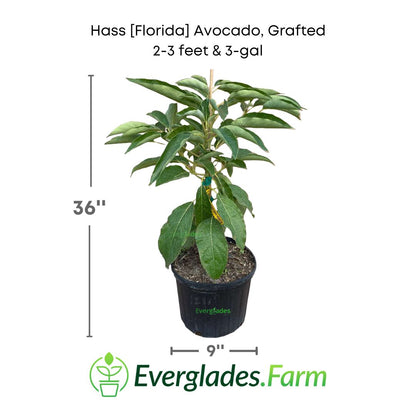 Hass Florida Avocado plant in a 3 gallon pot