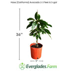 Hass [California] Avocado Tree, Grafted Fruit Trees 100-Carlos Tropical Fruits 2-3 feet & 3-gal 
