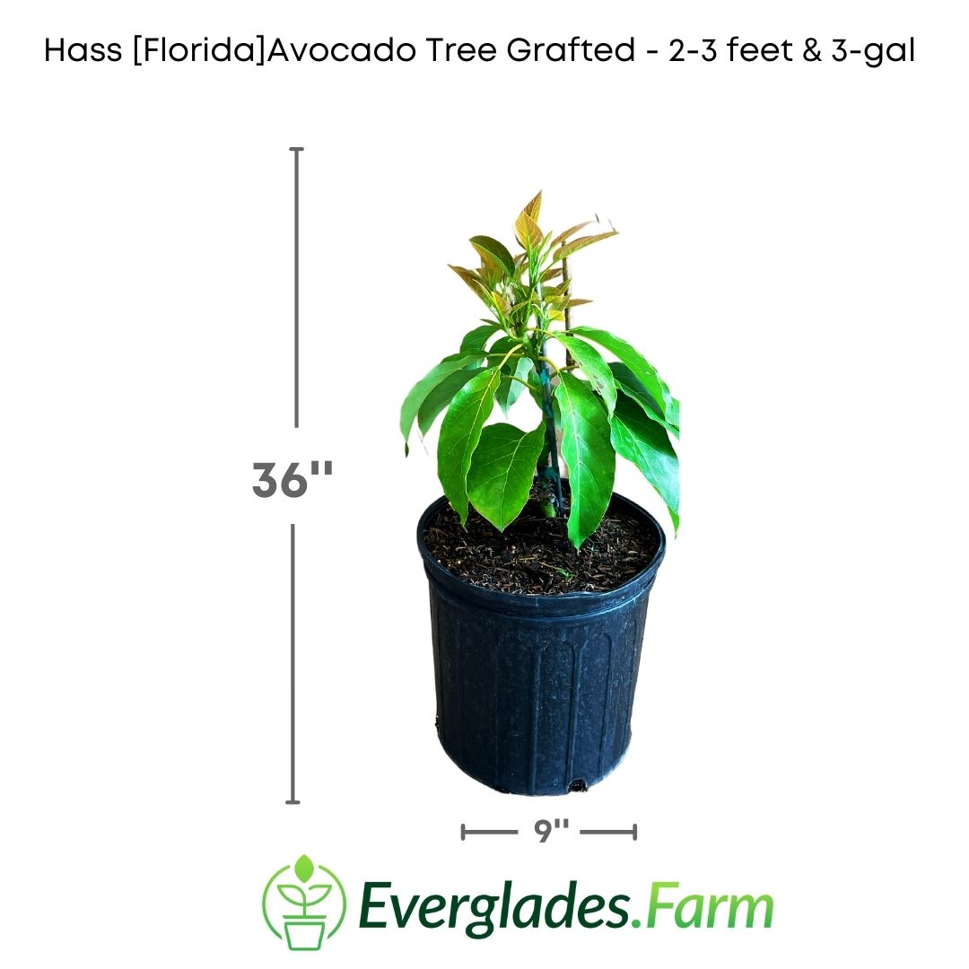 Home Garden Avocado 2 Year Old Hass Avocado Tree - Grafted Plant 12-20 ...