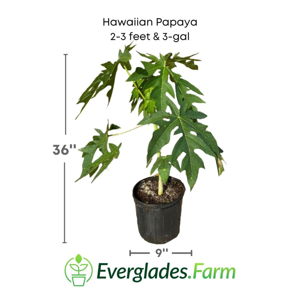 Hawaiian Papaya Tree Fruit Trees 100-Carlos Tropical Fruits 2-3 feet & 3-gal