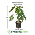 Hawaiian Papaya Tree Fruit Trees 100-Carlos Tropical Fruits 2-3 feet & 3-gal