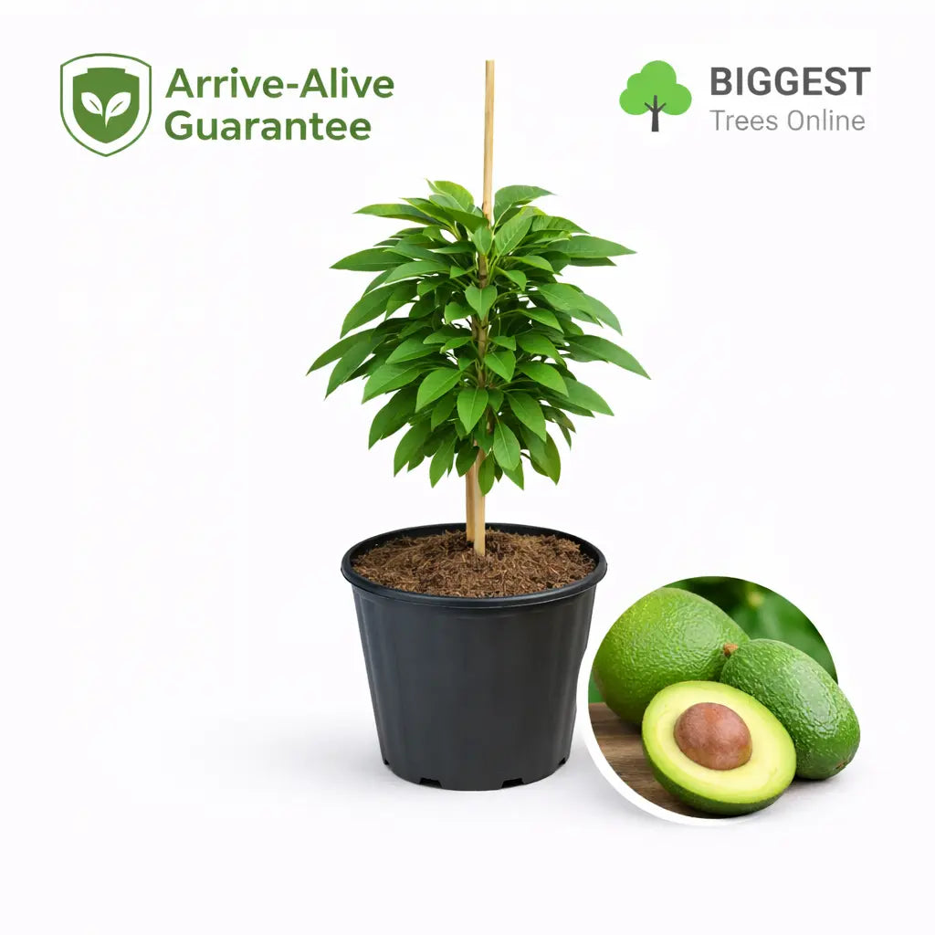 Wurtz or Little Cado Dwarf Avocado Tree