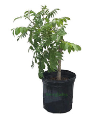 Red Spanish/Hog Plum, Ciruela, Jocote Rojo, Mombin Tree Fruit Trees 111-Lalo Melo 