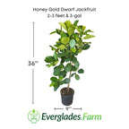 Honey Gold Dwarf Jackfruit Tree, Grafted 103-Pine Island Nursery 2-3 feet & 3-gal 