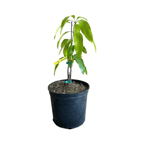 Raw Honey Mango Tree, Grafted Fruit Trees 102-Zill High Performance Plants 